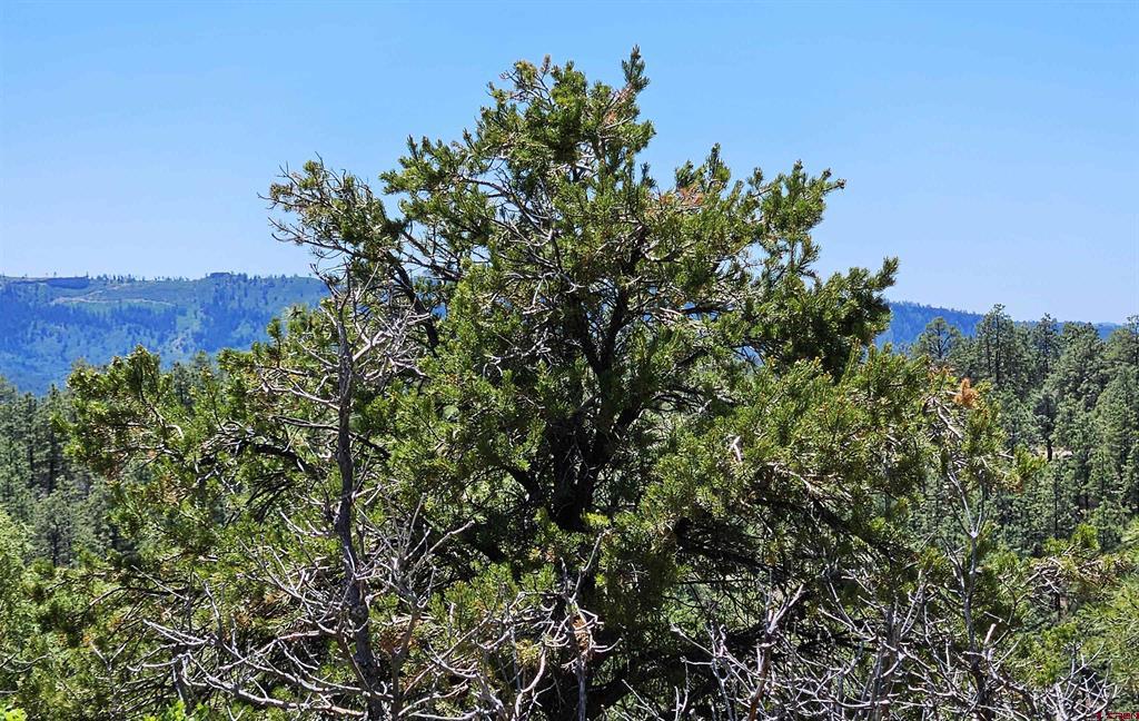 73 Wayne's Court Pagosa Springs CO 81147