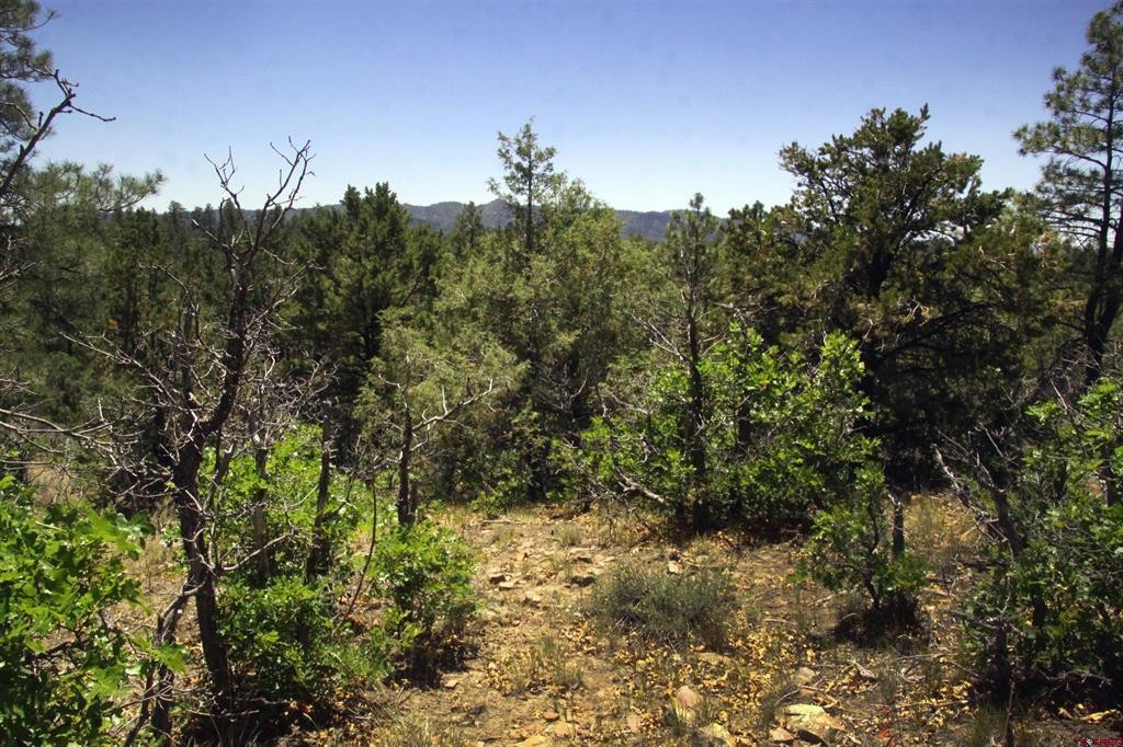 73 Wayne's Court Pagosa Springs CO 81147