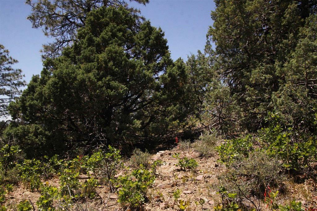 73 Wayne's Court Pagosa Springs CO 81147