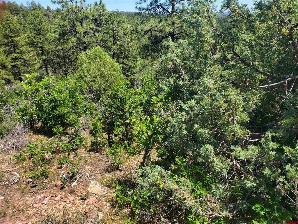 73 Wayne's Court Pagosa Springs CO 81147