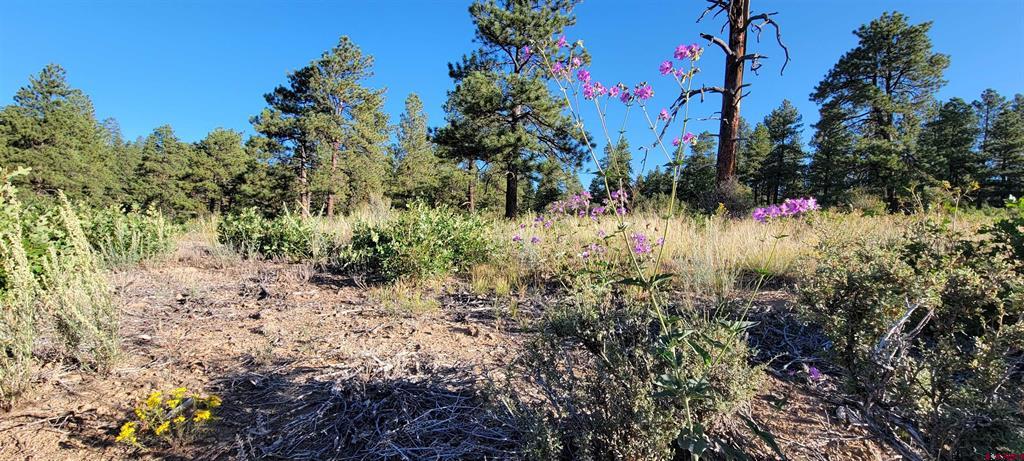 Lot 5 Beaver Creek Ranch Drive Bayfield CO 81122