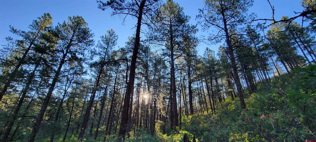 Lot 5 Beaver Creek Ranch Drive Bayfield CO 81122