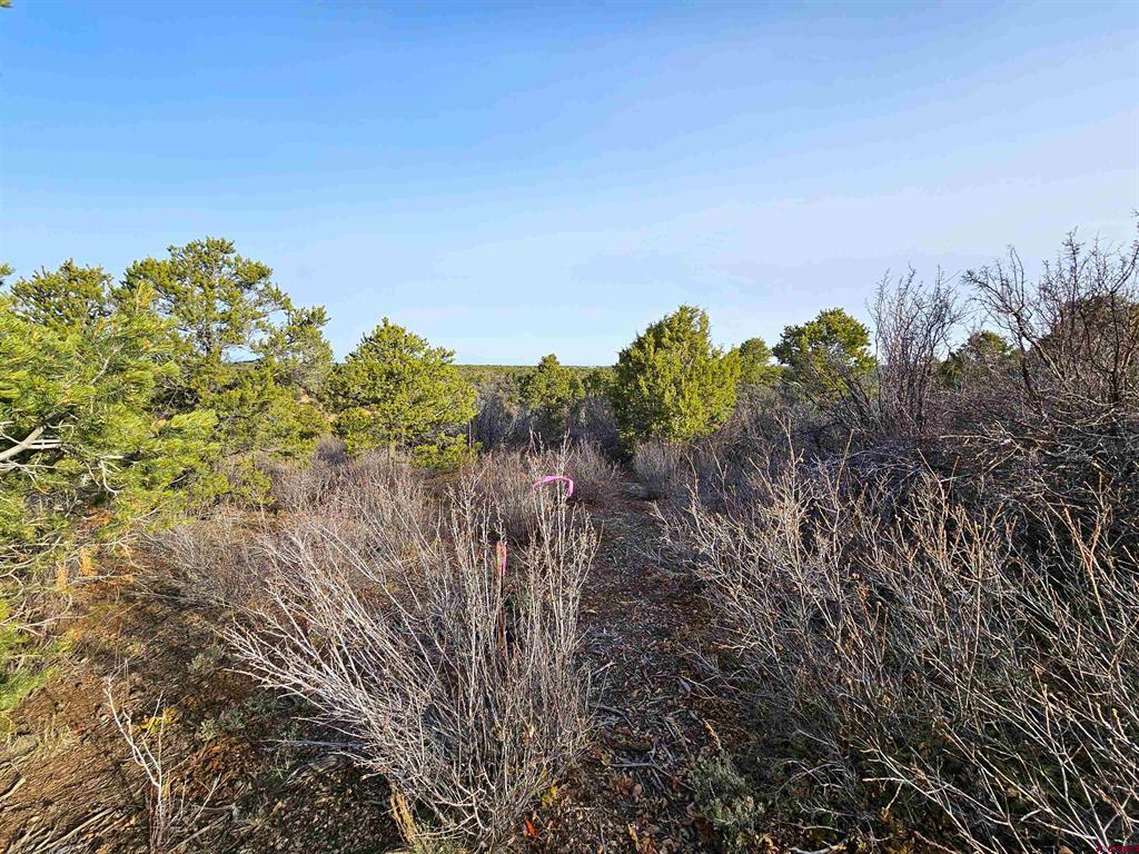 Tbd De Oro Way Lot 9 Hesperus CO 81326