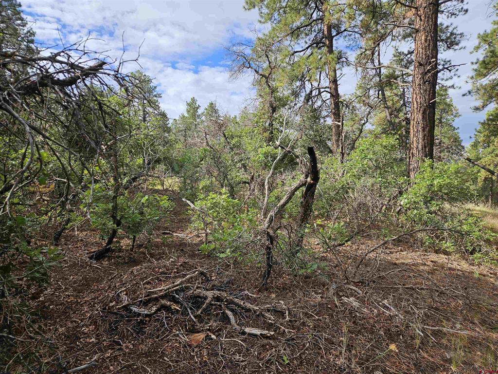 53 Crooked Road Pagosa Springs CO 81147