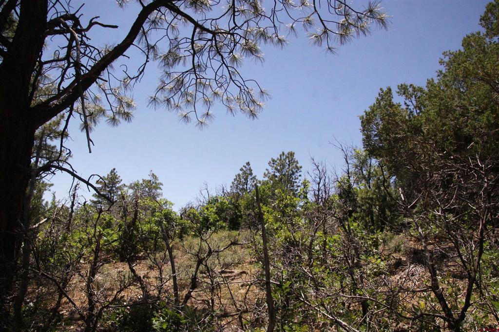 2868/2892 Crooked Road Pagosa Springs CO 81147