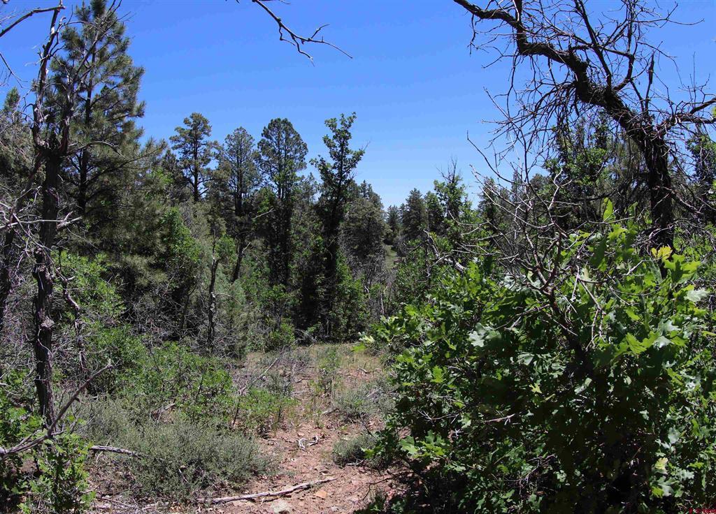 2868/2892 Crooked Road Pagosa Springs CO 81147