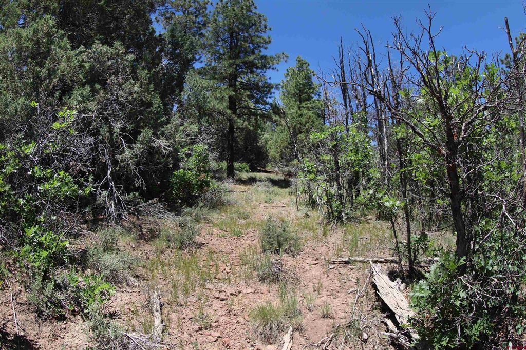 2868/2892 Crooked Road Pagosa Springs CO 81147