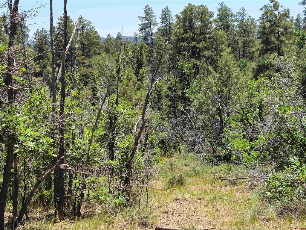 2868/2892 Crooked Road Pagosa Springs CO 81147