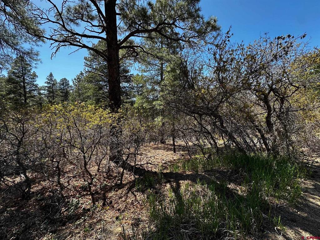 523 Oakridge Drive Pagosa Springs CO 81147