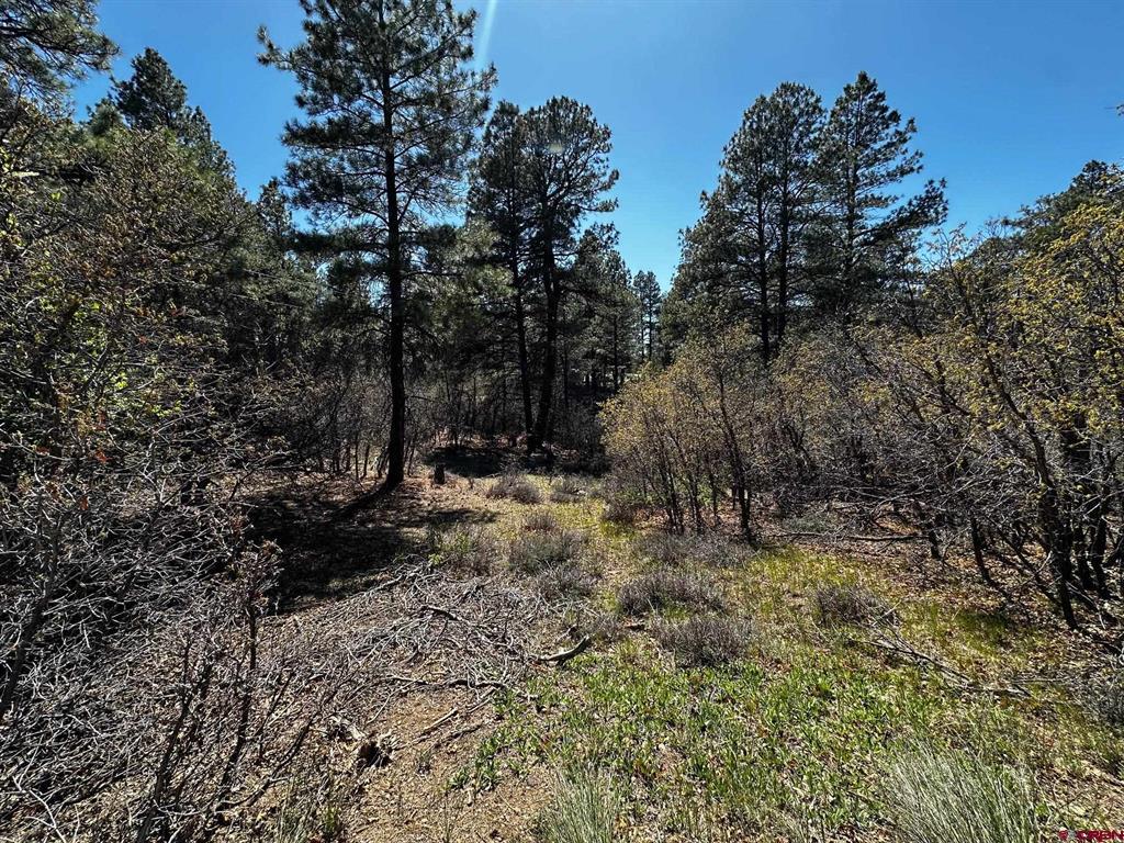 523 Oakridge Drive Pagosa Springs CO 81147