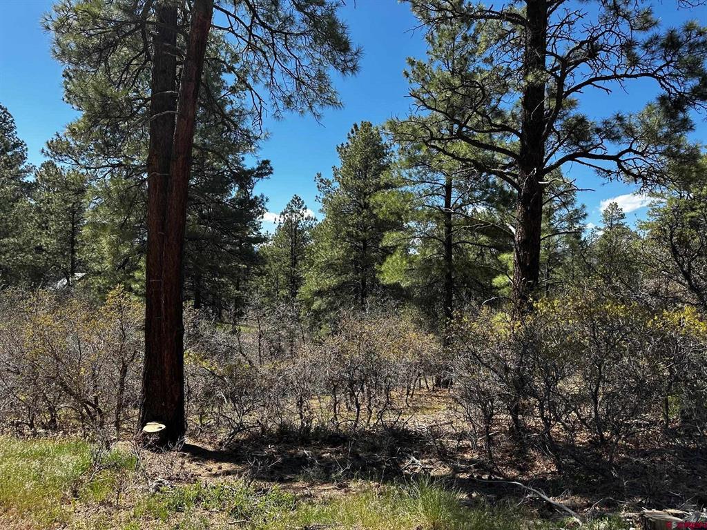 523 Oakridge Drive Pagosa Springs CO 81147