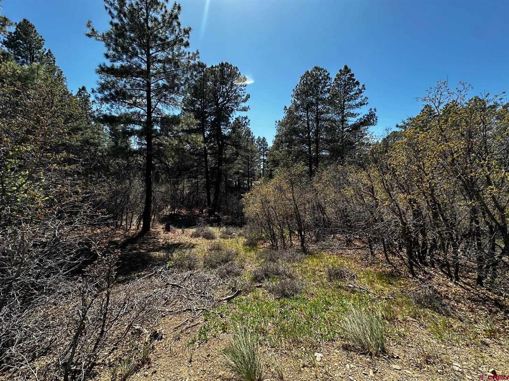 523 Oakridge Drive Pagosa Springs CO 81147