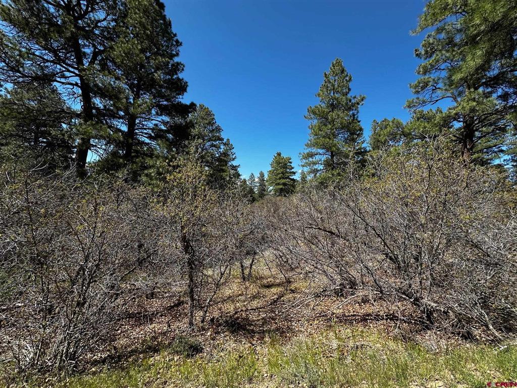 523 Oakridge Drive Pagosa Springs CO 81147