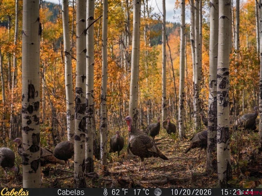 Tbd County Road 243 Durango CO 81301