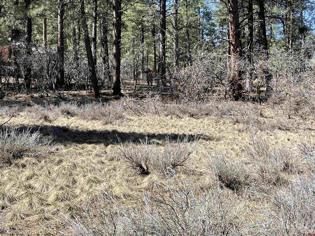 97 Dave's Place Pagosa Springs CO 81147