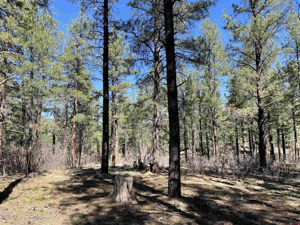 97 Dave's Place Pagosa Springs CO 81147