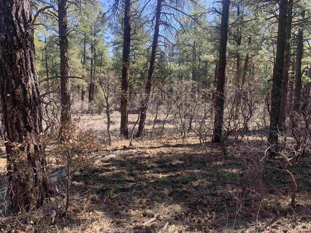 97 Dave's Place Pagosa Springs CO 81147