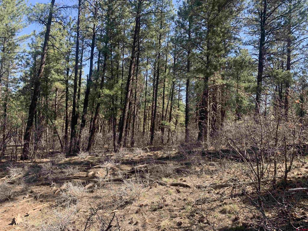 97 Dave's Place Pagosa Springs CO 81147