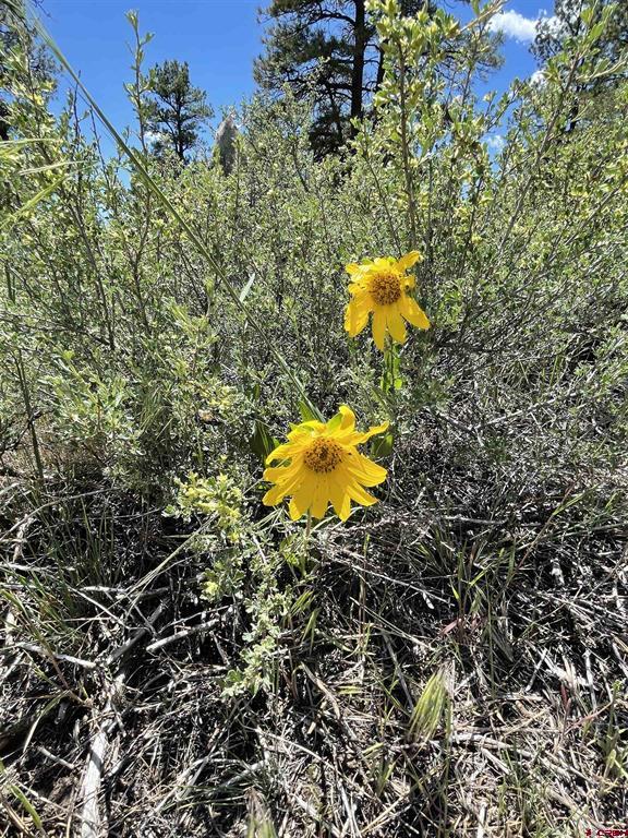Xx W Highway 160 Pagosa Springs CO 81147
