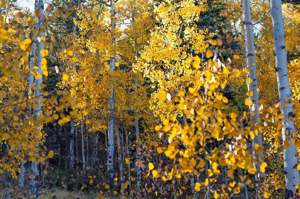 32229 Bristol Head Drive Creede CO 81130