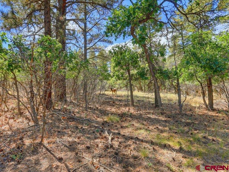 876 Evergreen Drive Pagosa Springs CO 81147