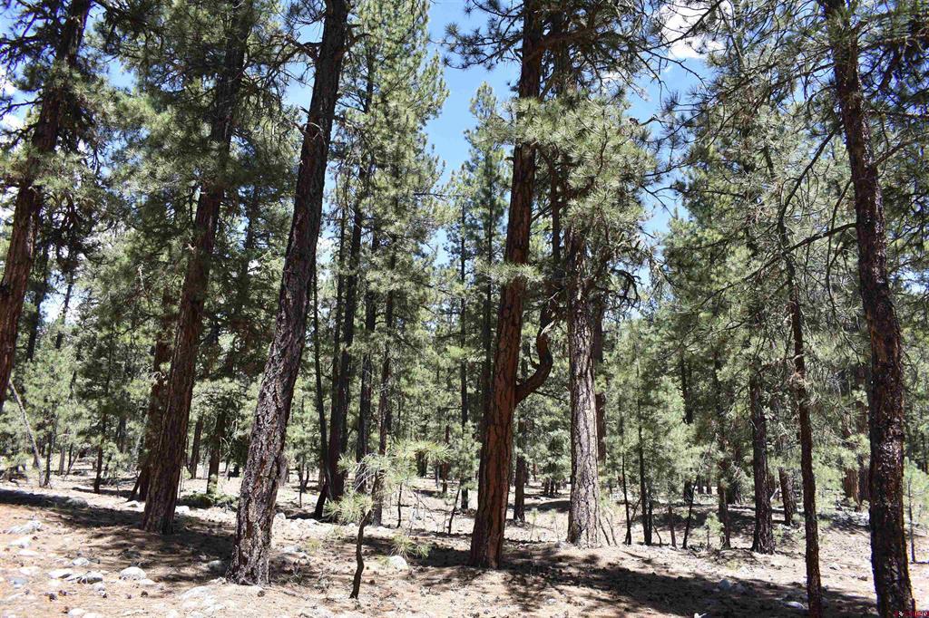 80 Ranch Road Vallecito Lake/bayfield CO 81122