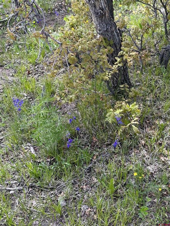 Tbd Tract 13 County Road 5 Ridgway CO 81432