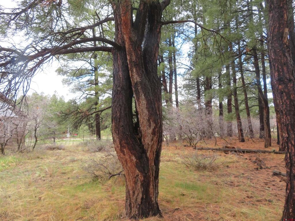 275 Beaver Circle Pagosa Springs CO 81147
