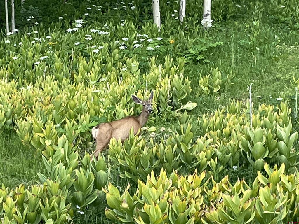255 Wapiti Place Creede CO 81130