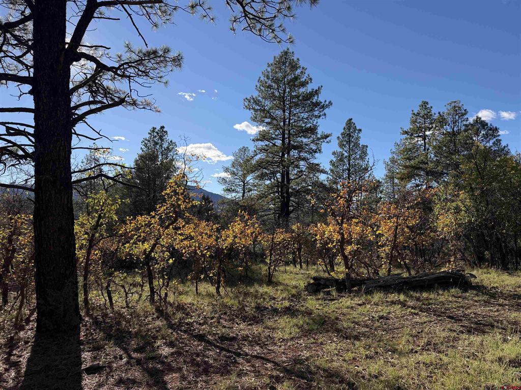 X S Cougar Court Pagosa Springs CO 81147