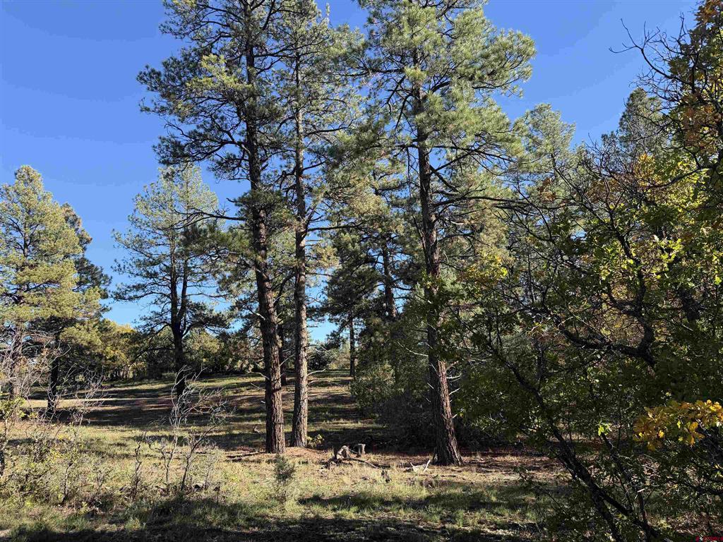 X S Cougar Court Pagosa Springs CO 81147