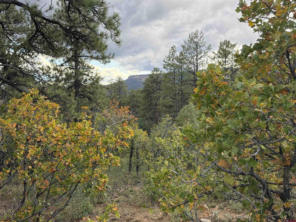 X S Cougar Court Pagosa Springs CO 81147