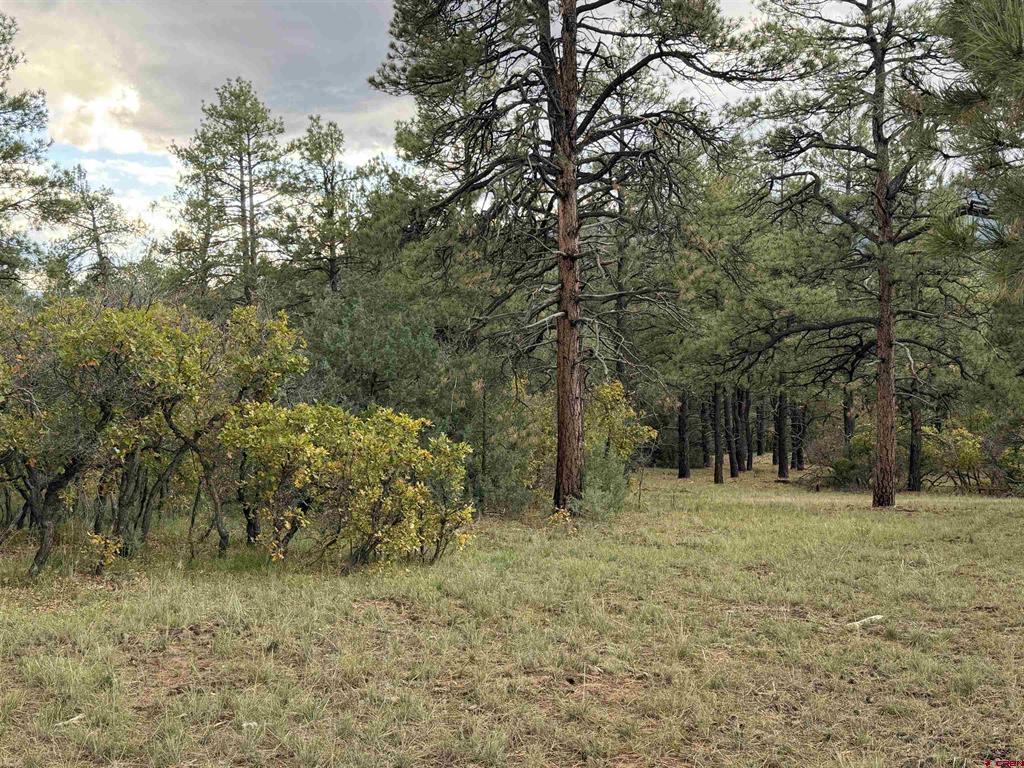X S Cougar Court Pagosa Springs CO 81147