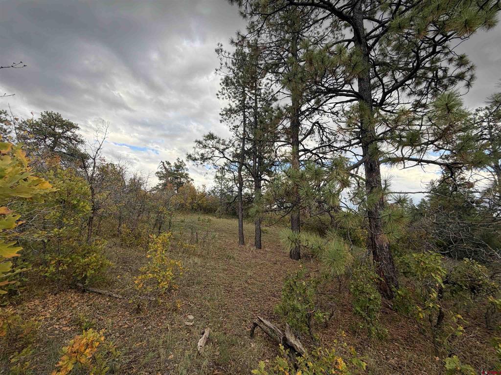 X S Cougar Court Pagosa Springs CO 81147