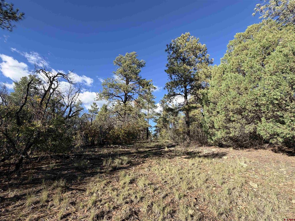 X S Cougar Court Pagosa Springs CO 81147