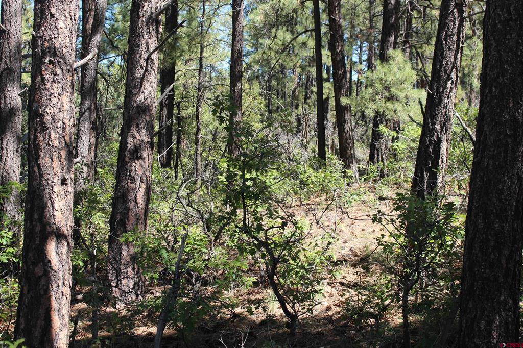 1286 Crooked Road Pagosa Springs CO 81147