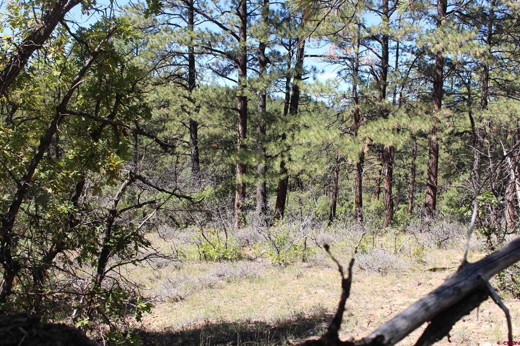 1286 Crooked Road Pagosa Springs CO 81147