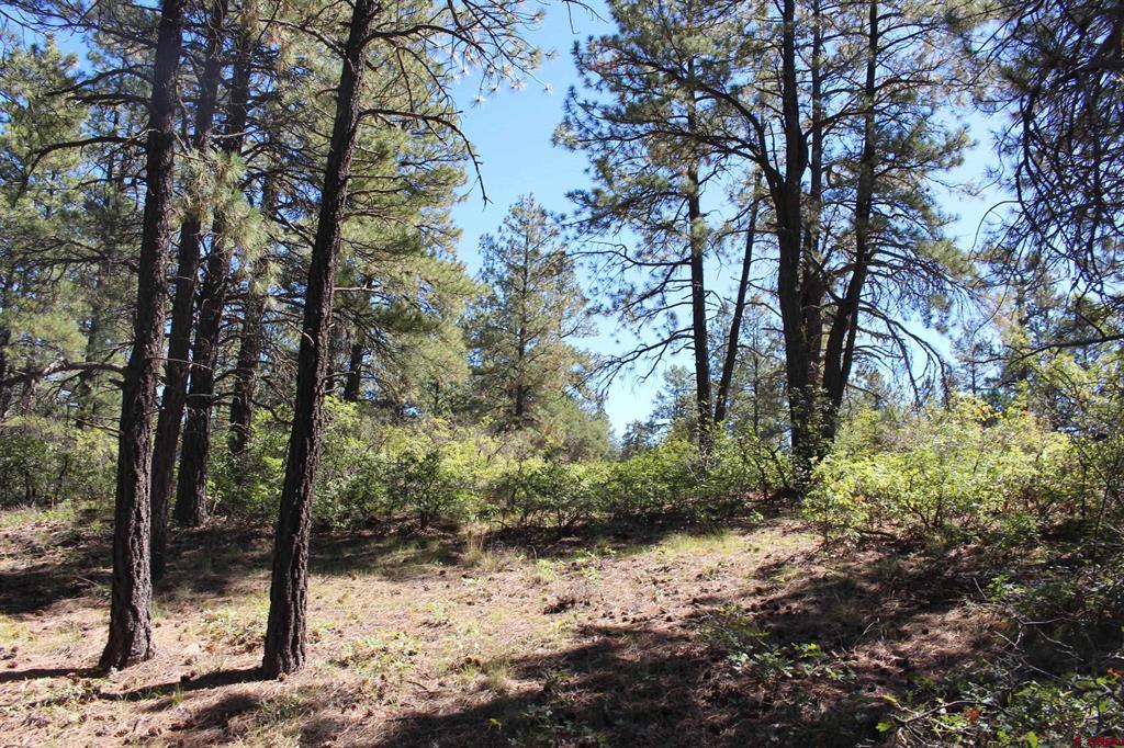 1286 Crooked Road Pagosa Springs CO 81147