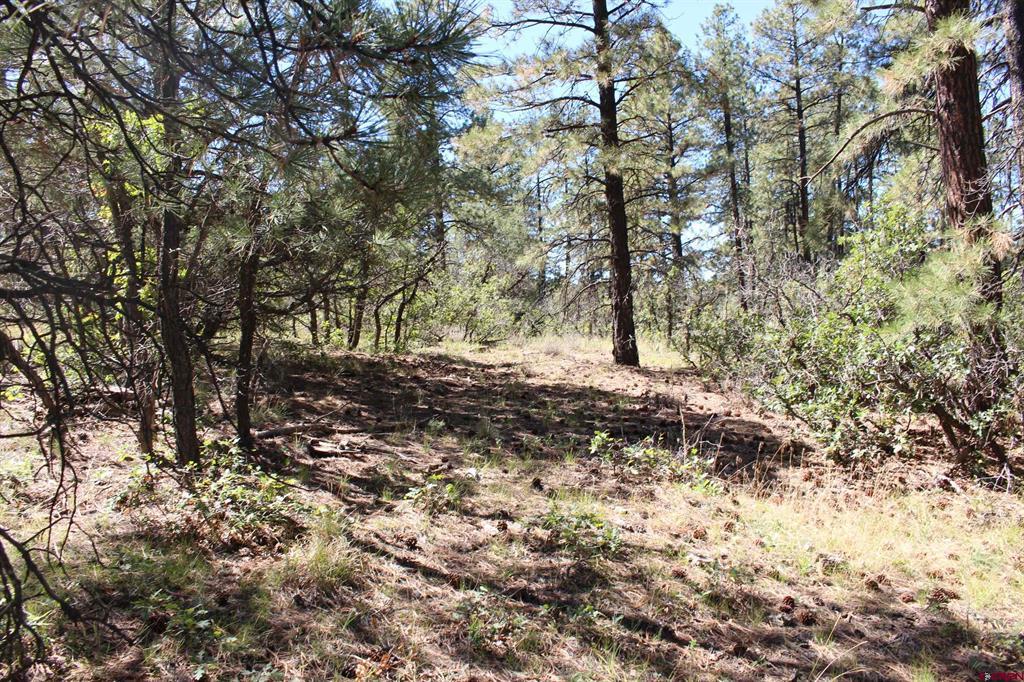1286 Crooked Road Pagosa Springs CO 81147