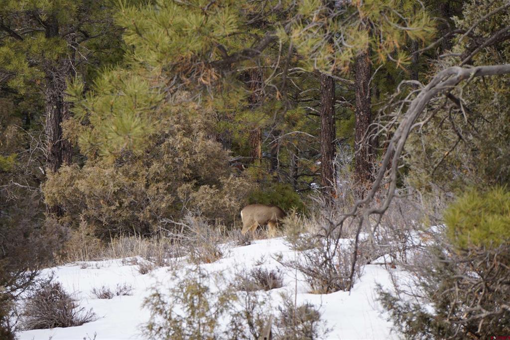 941 975,995 & 1027 Hurt Drive Pagosa Springs CO 81147