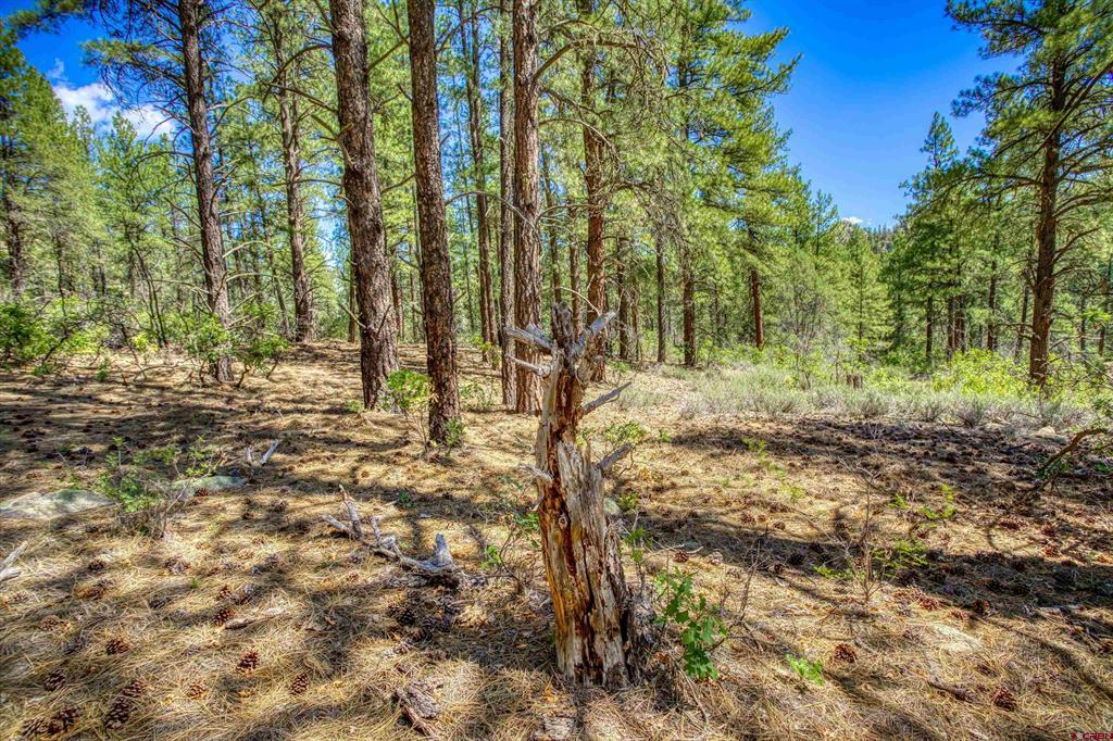 1859 County Road 917 Pagosa Springs CO 81147