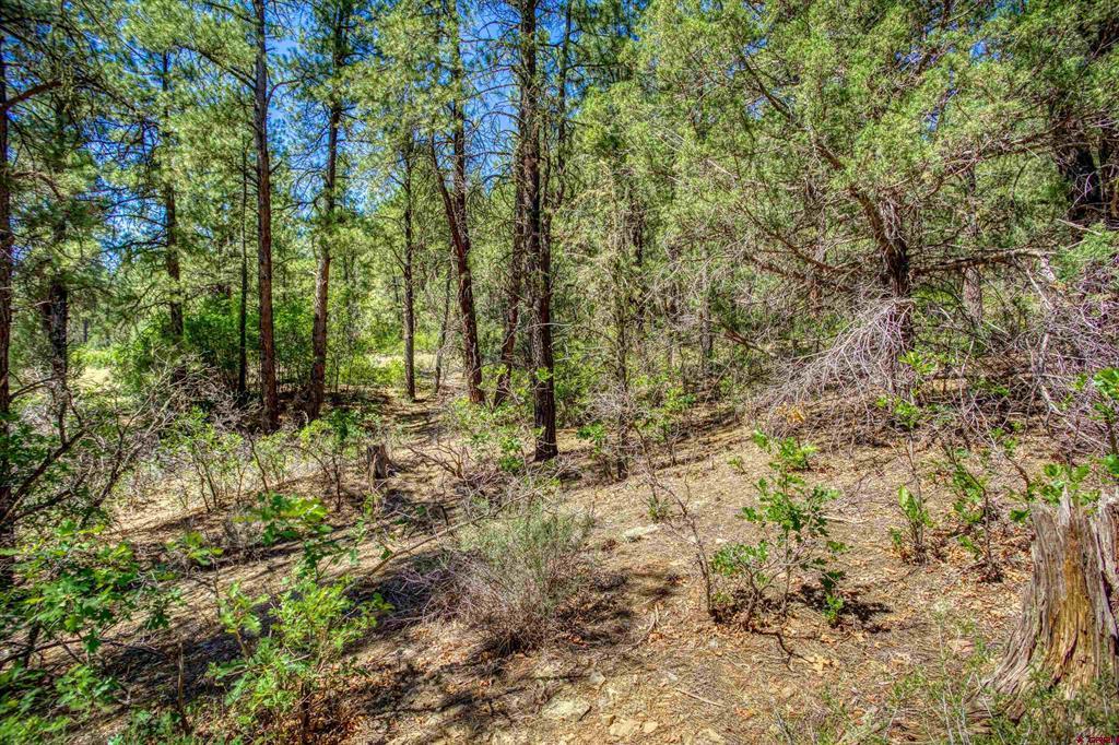 1859 County Road 917 Pagosa Springs CO 81147