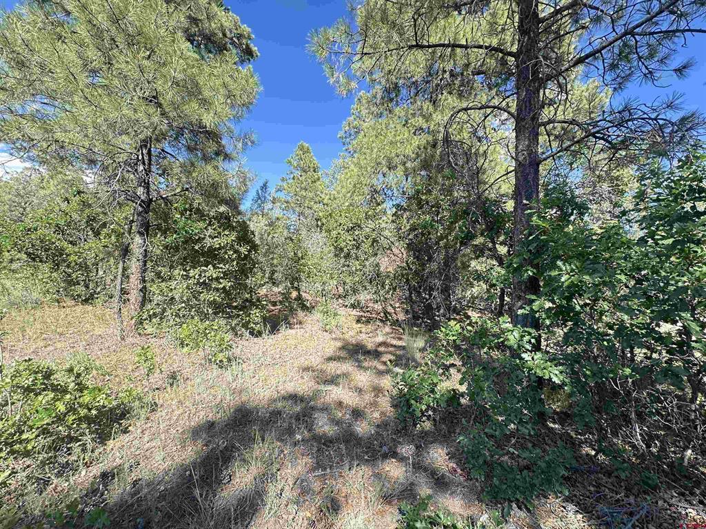 1824 Crooked Road Pagosa Springs CO 81147