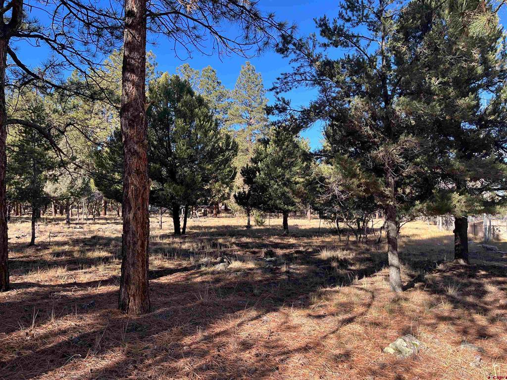 Tbd Bear Cub Drive Ridgway CO 81432