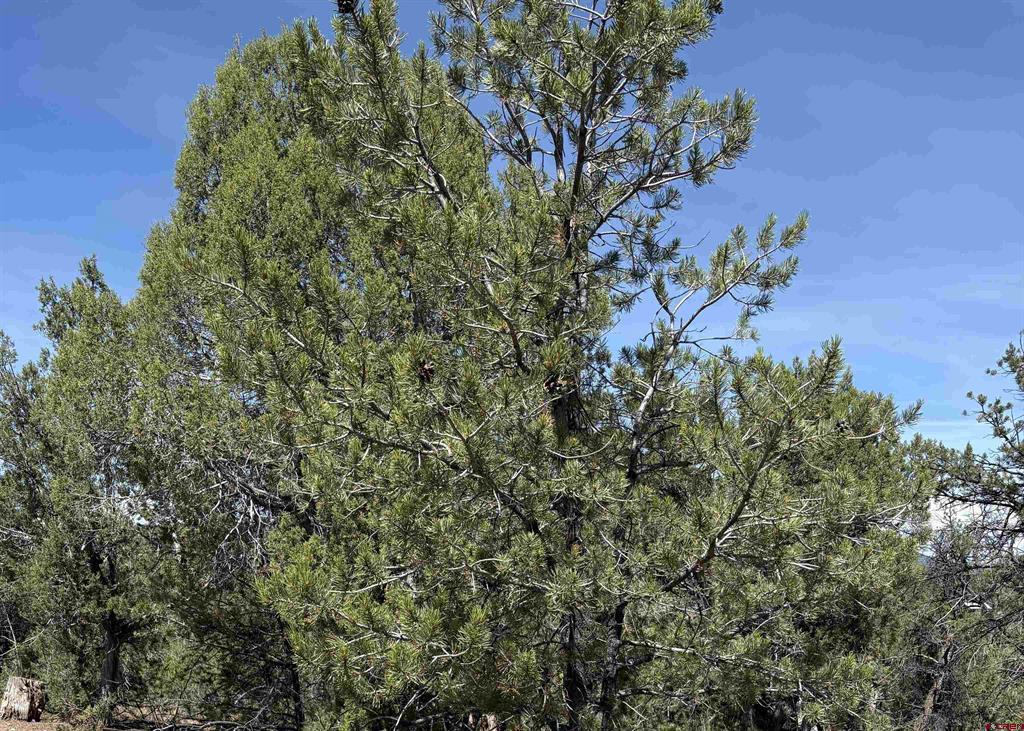 150 Deer Park Arboles CO 81121
