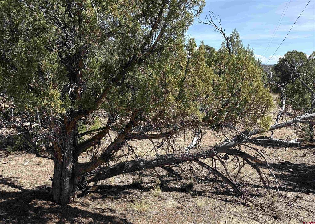 150 Deer Park Arboles CO 81121
