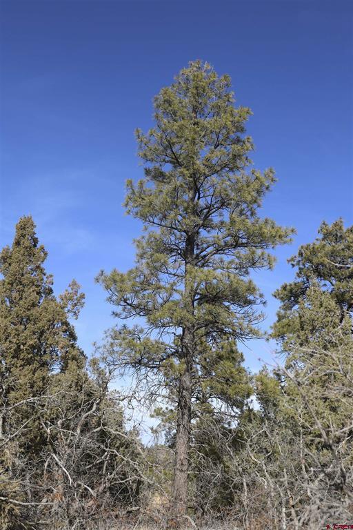 783 Gun Barrel Road Pagosa Springs CO 81147