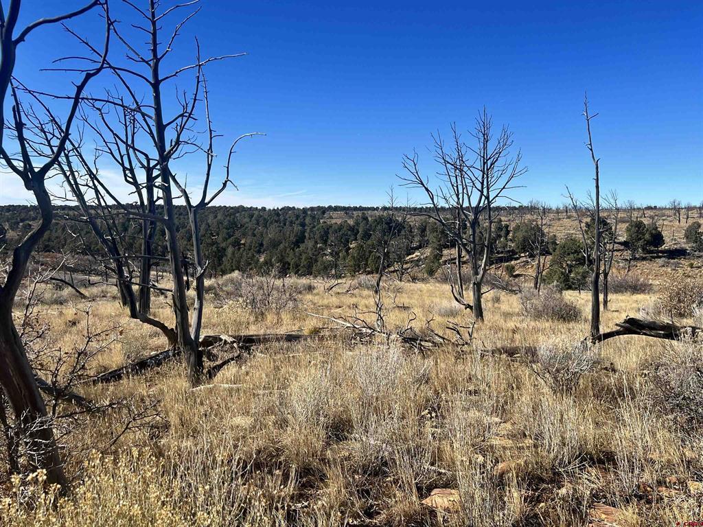 000 Akati Gulch Road Hesperus CO 81326
