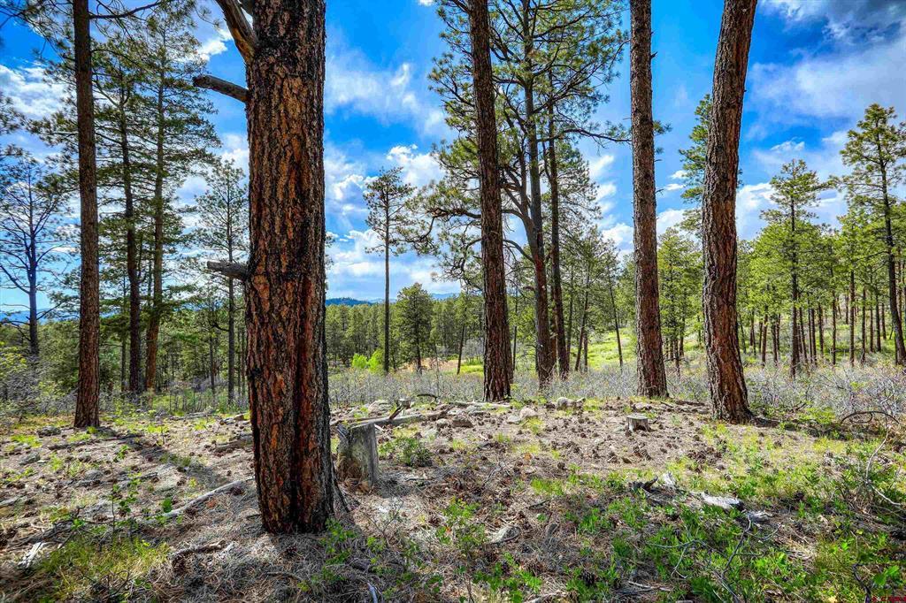 701 Piney Place Pagosa Springs CO 81147