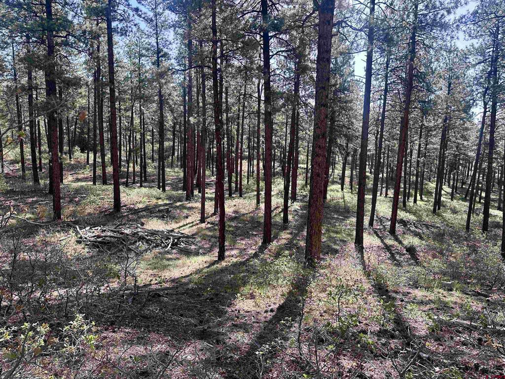 782 Hawks Meadow Drive Bayfield CO 81122